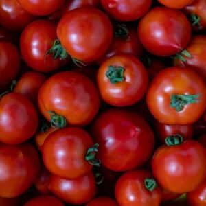 Dry farm tomatoes harvested at 21 Acres