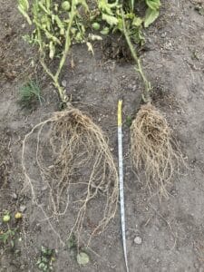 A comparison of the roots of dry farm tomatoes (left) and traditionally grown tomatoes (right).