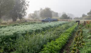 Soils Team members harvest produce during a foggy morning on the 21 Acres farm.