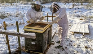 Beekeeping on a snowy winter day at 21 Acres