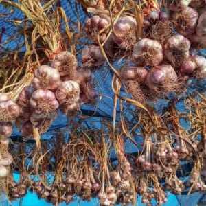 Heads of garlic dry in a greenhouse at Sammamish Farms.