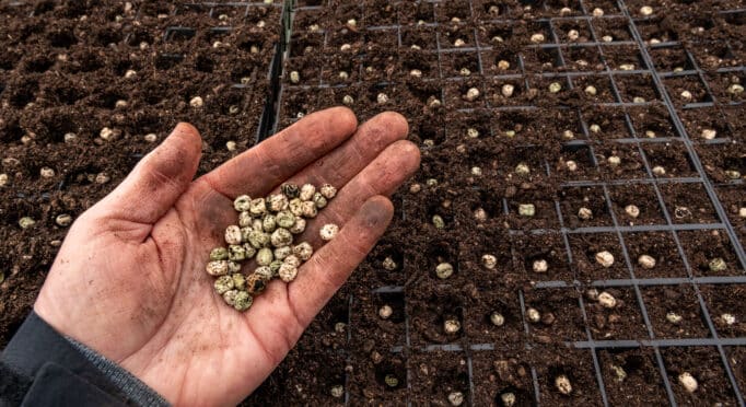 A hand holding pea seeds and trays holding soil and newly planted seeds.