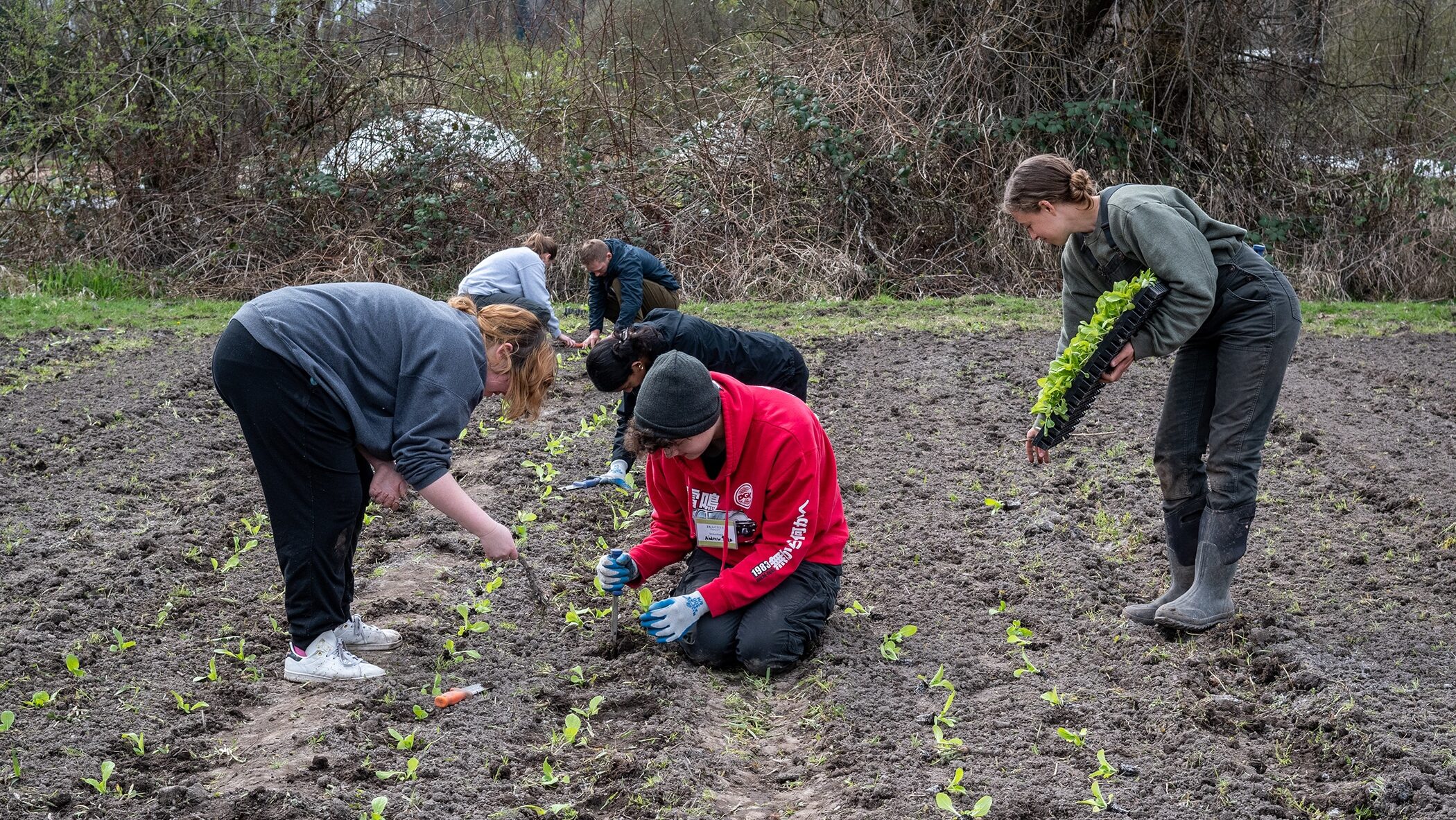 Volunteers plant vegetable starts in a field on the 21 Acres Farm.