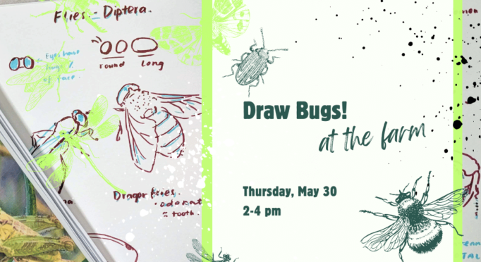 Artwork for Becca Jordan's "Draw Bugs!" workshop