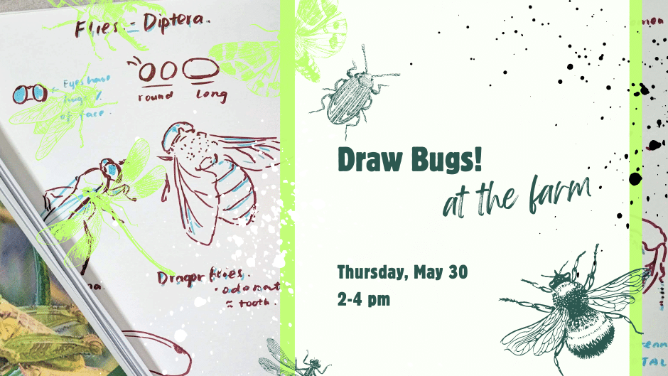 Artwork for Becca Jordan's "Draw Bugs!" workshop