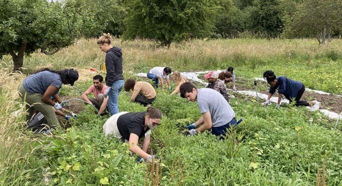 Volunteers pull weeds on the 21 Acres farm.