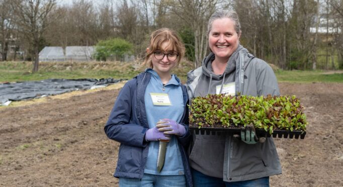 Volunteers helped 21 Acres farm staff plant lettuces.