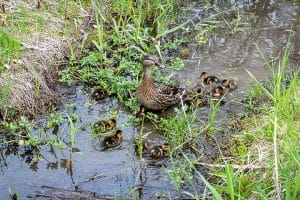 Mama duck and her babies swim in a wetland drainage area on the 21 Acres Farm.