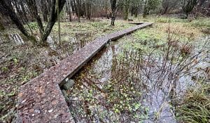 The 21 Acres north wetland is flooded after heavy winter rain.