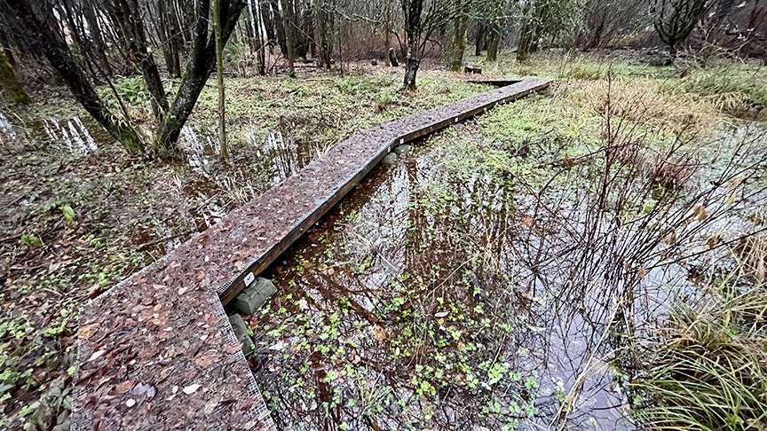 The 21 Acres north wetland is flooded after heavy winter rain.