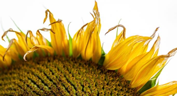 An end-of-the-season sunflower detail photographed on the 21 Acres farm.