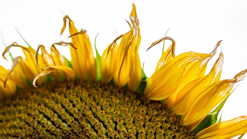 An end-of-the-season sunflower detail photographed on the 21 Acres farm.