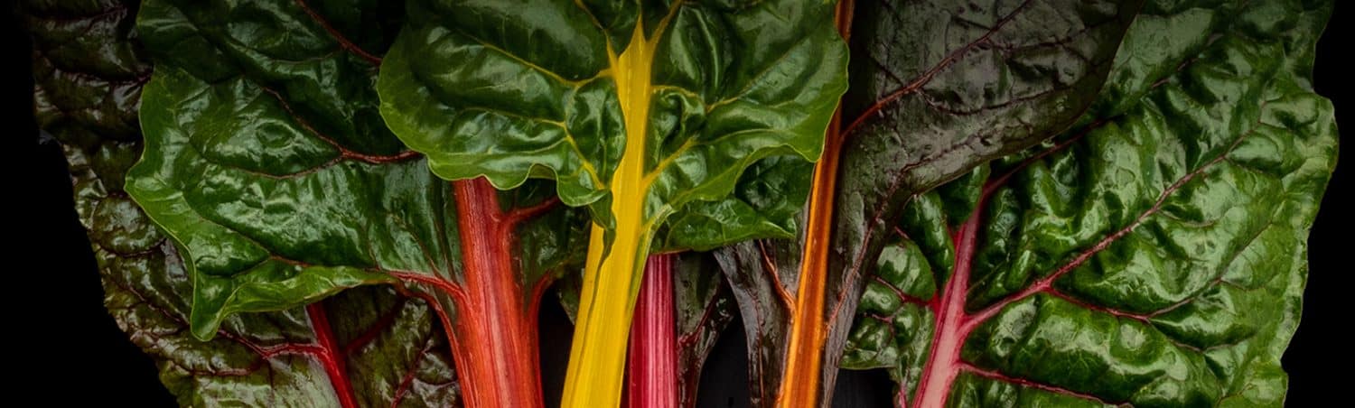 Closeup photo of rainbow chard grown on the 21 Acres farm.