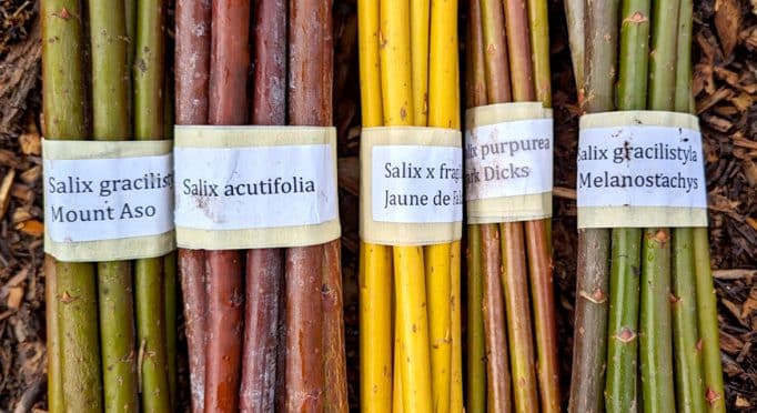 Samples of different willow species grown by basket weaver Erin Cox.