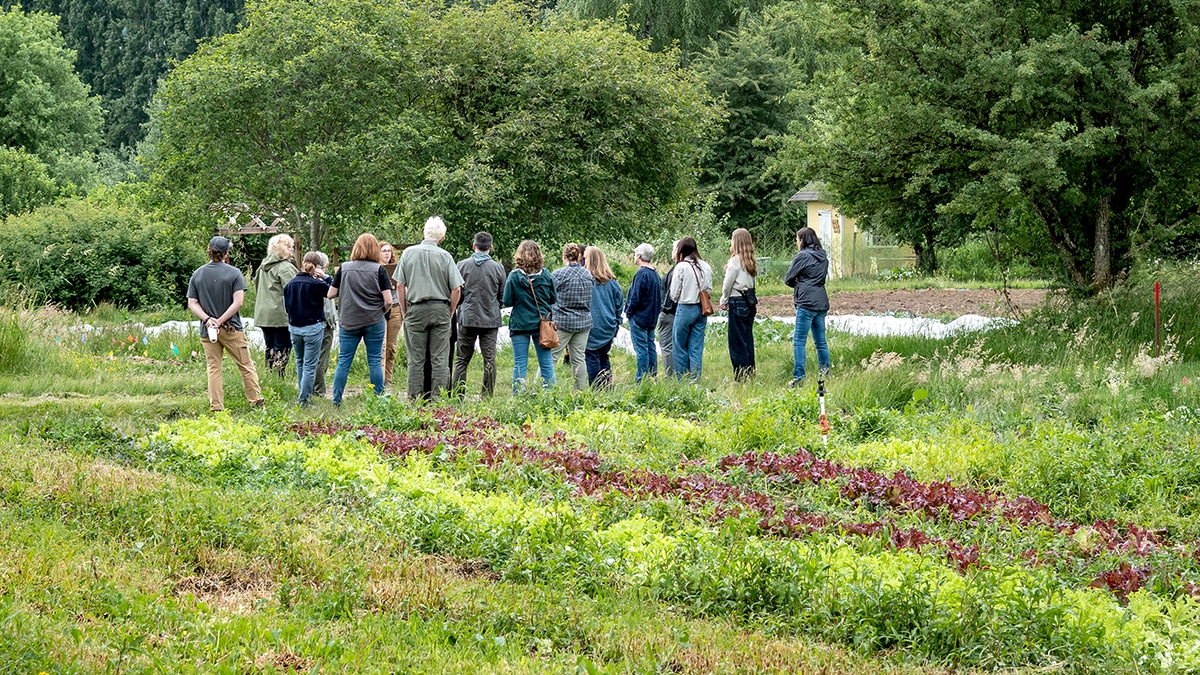 Image of a group of people in a field listening to a 21 Acres farm tour, July 2023.