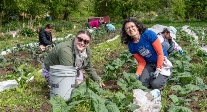 Volunteers weed the brassicas on the 21 Acres farm in Woodinville, WA.