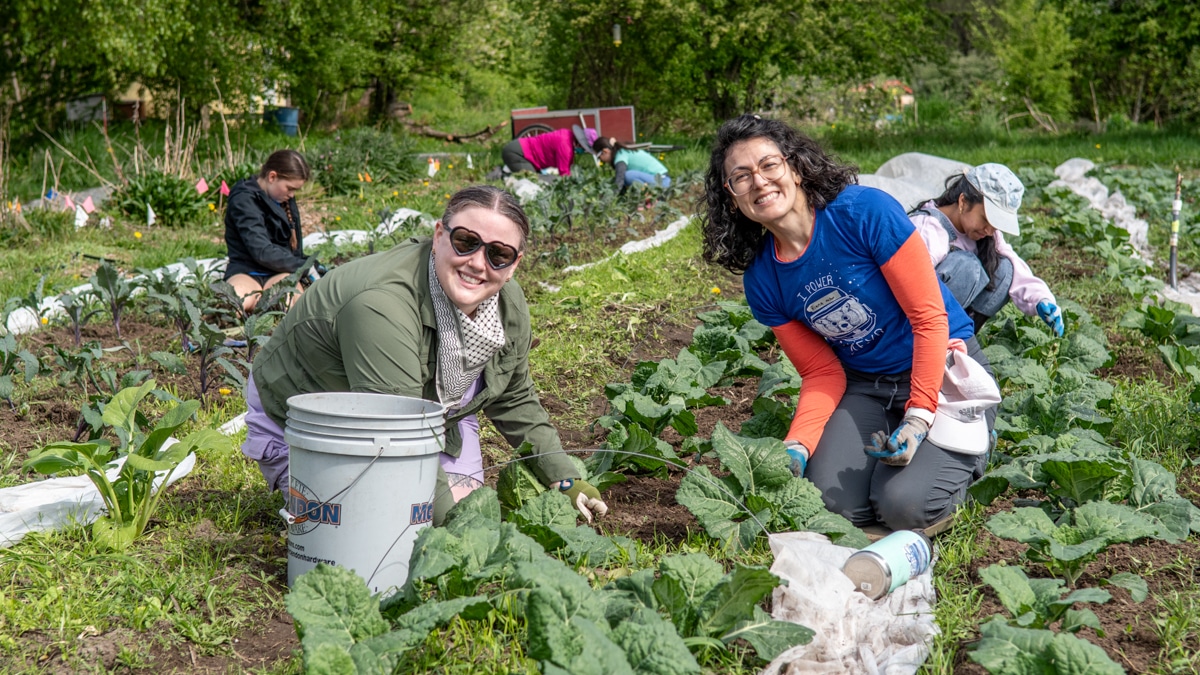 Volunteers weed the brassicas on the 21 Acres farm in Woodinville, WA.