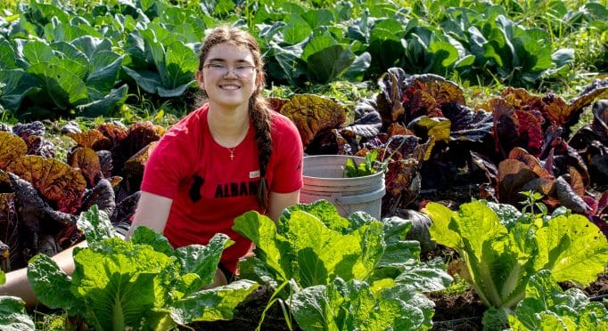 A volunteers working in the cabbage field on the 21 Acres farm.