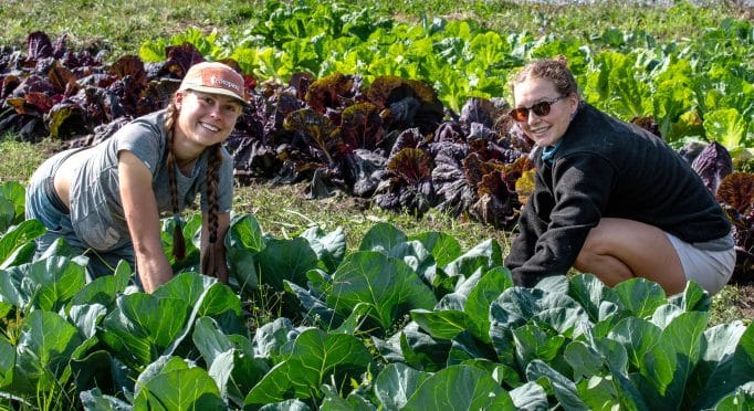 Volunteers work in a field of cabbages on the 21 Acres farm.