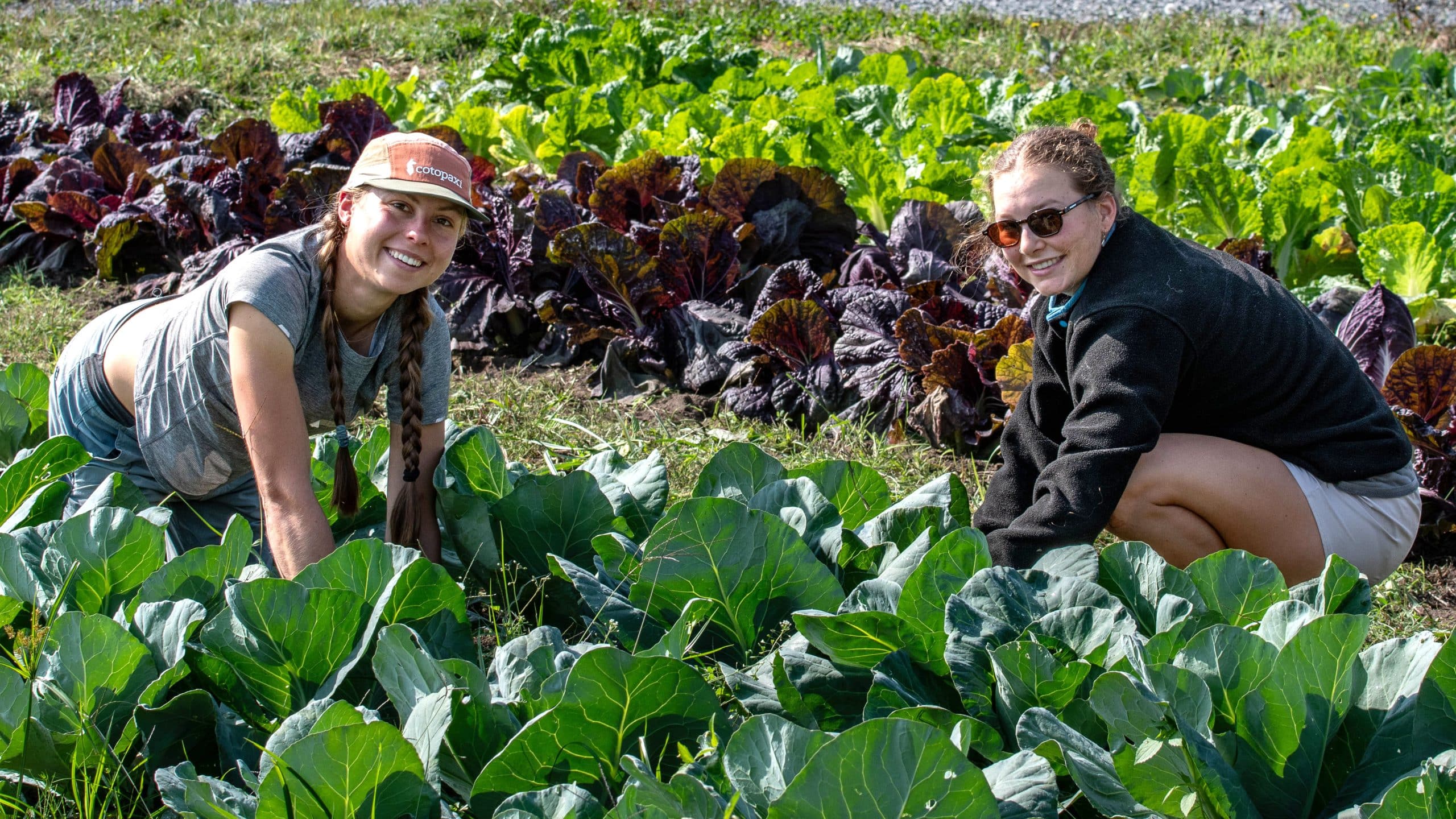 Volunteers work in a field of cabbages on the 21 Acres farm.