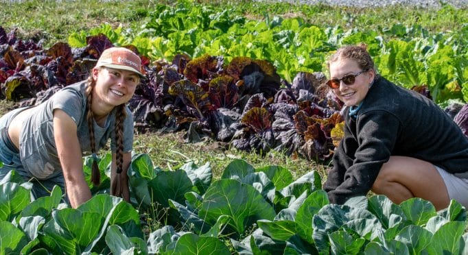 Volunteers weeding in the cabbage field at 21 Acres