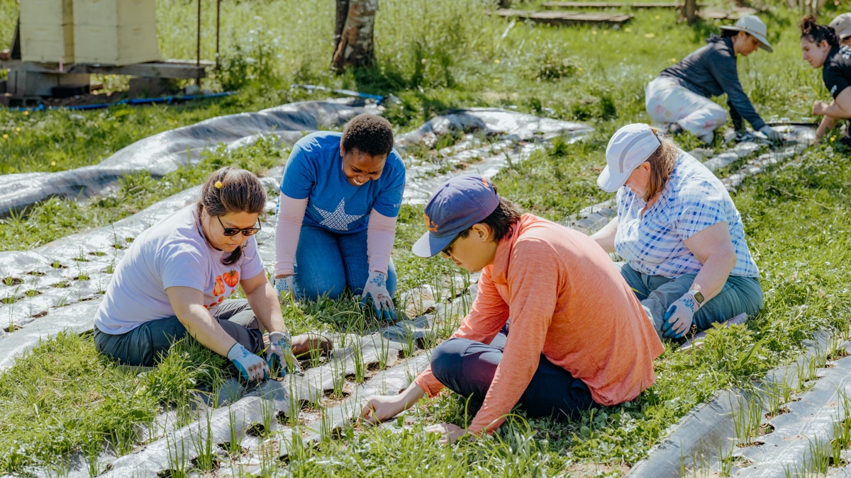 Volunteers plant scallions on the 21 Acres farm.