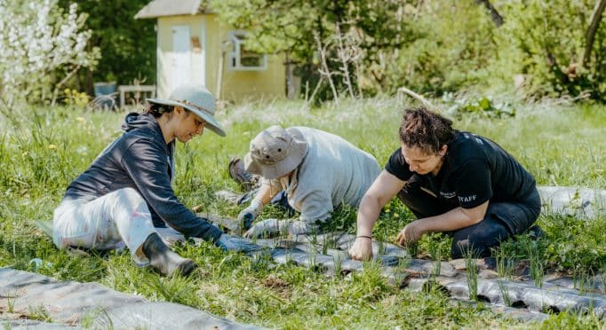 Volunteers and staff pull weeds on the 21 Acres farm.