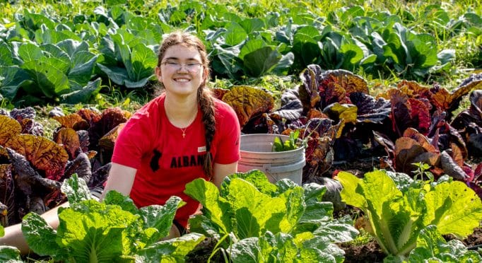 A volunteer working in a cabbage patch on the 21 Acres farm.