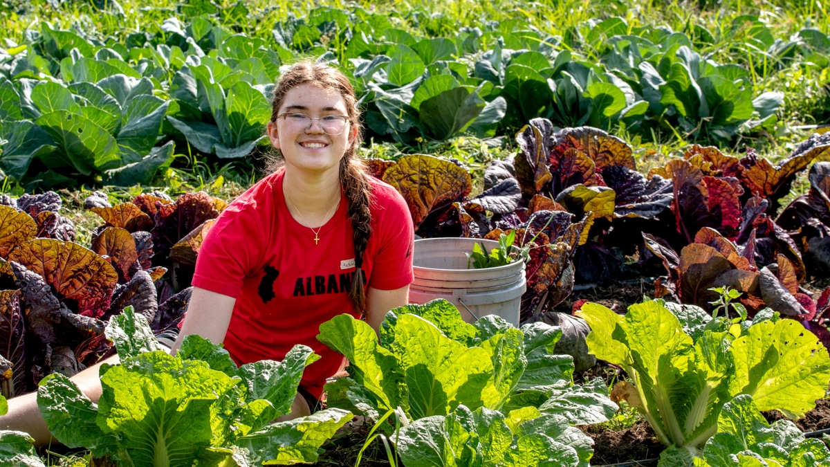 A volunteer working in a cabbage patch on the 21 Acres farm.